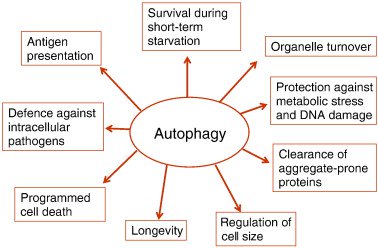 Beneficios autofagia