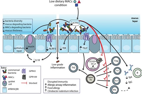 MAC Microbiota