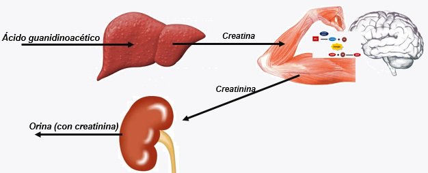 Modelo simplificado del metabolismo creatina/creatinina