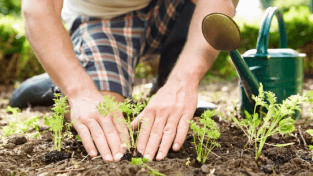 Aprovecha Al Máximo Los Beneficios De La Jardinería