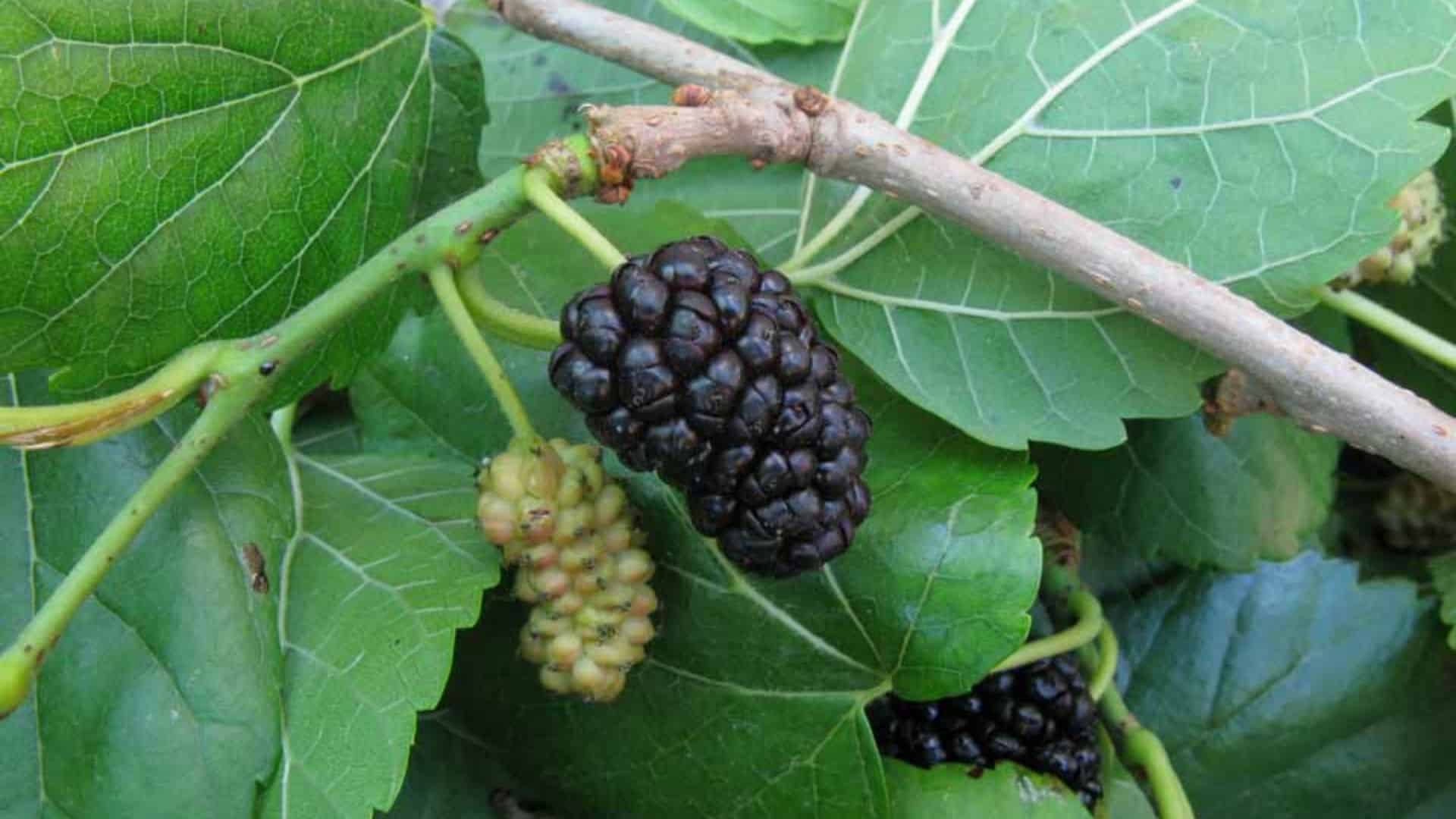 La hoja de morera tiene propiedades curativas Por La Vida Saludable